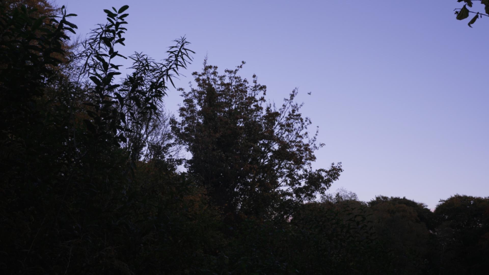 A purple sky and the black shadow of trees