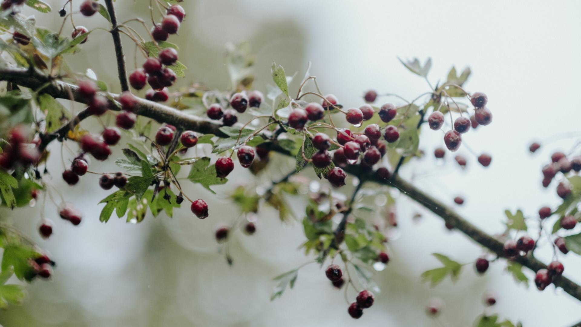 Winter Foraging at Ulster Folk Museum