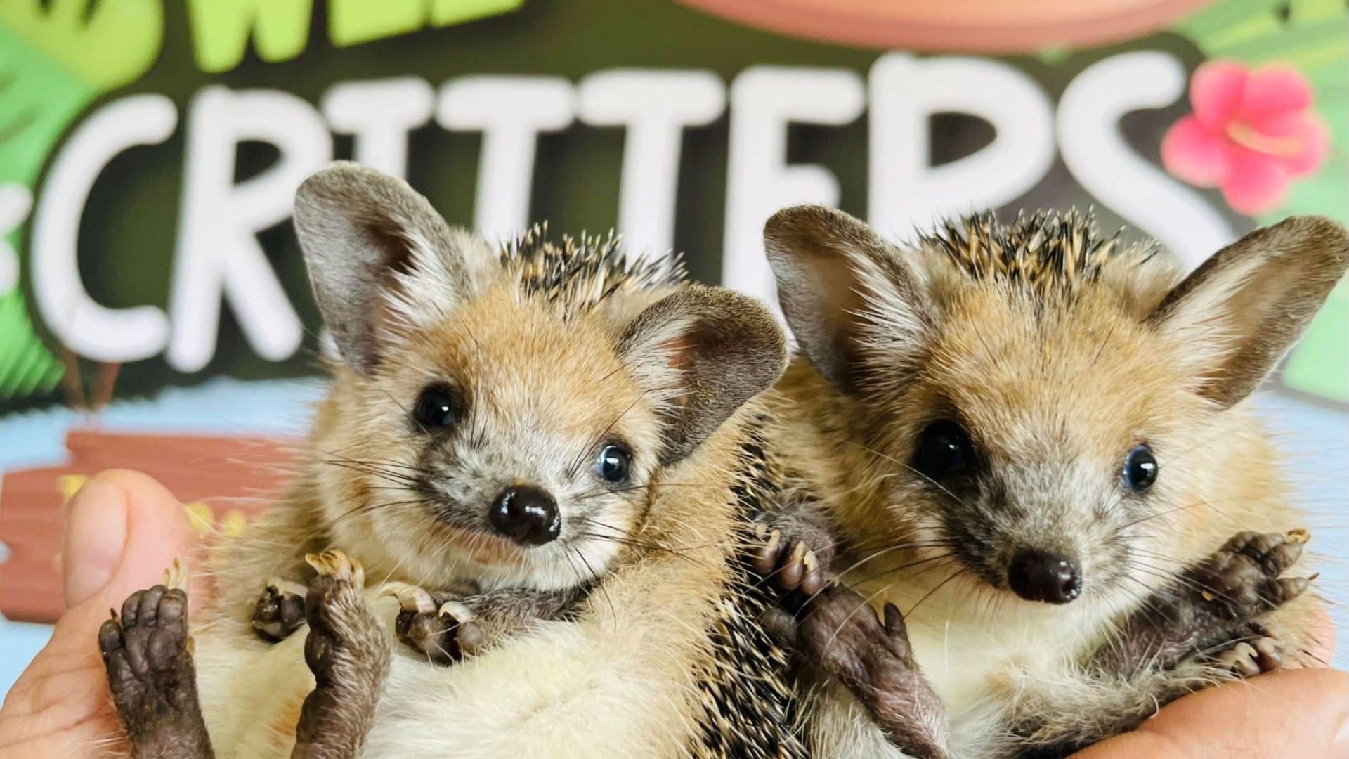 Two hedgehogs held in front of the Wee Critters logo.