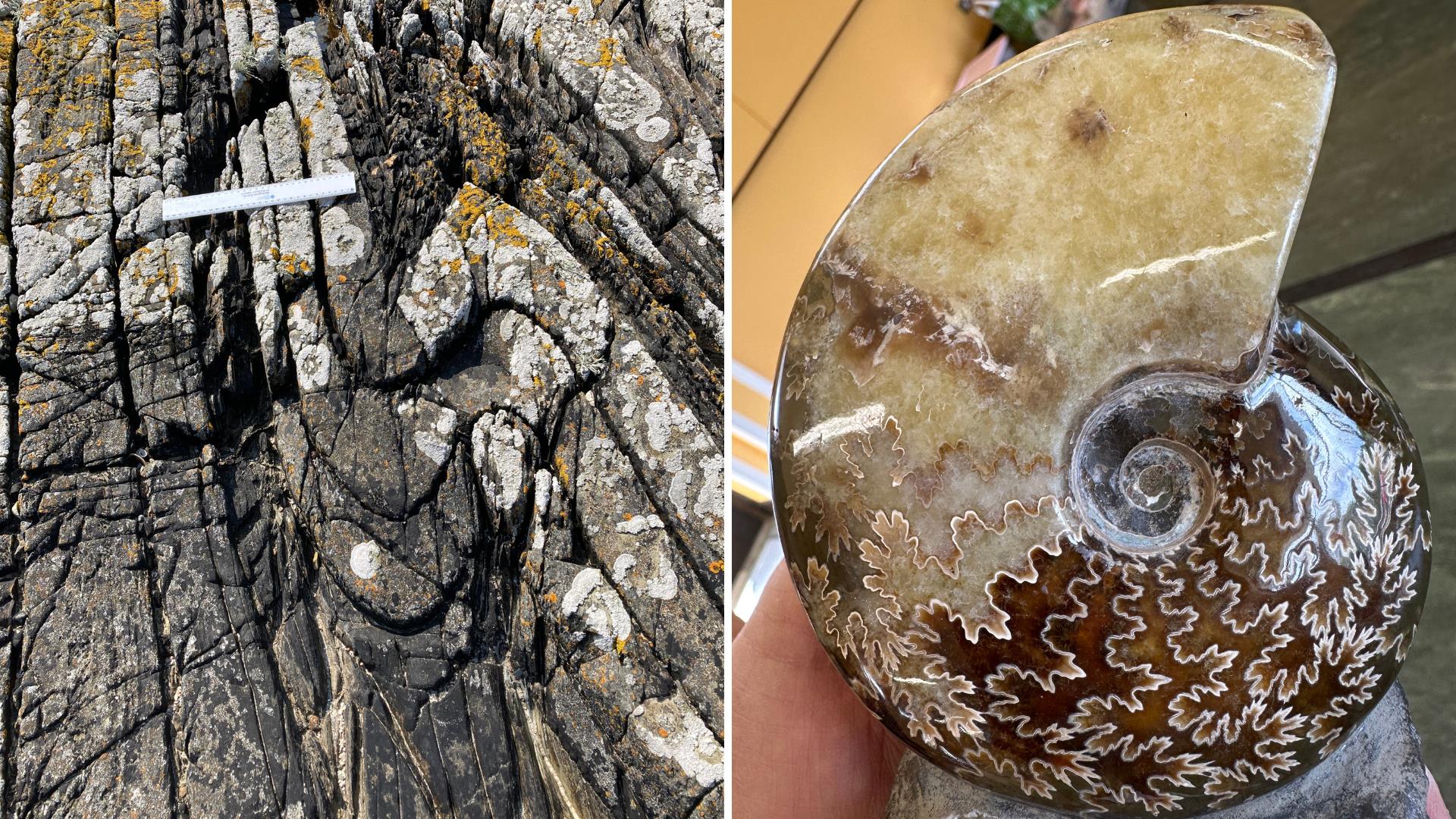 fossils and rocks