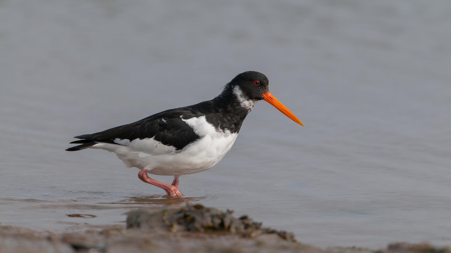 Oystercatcher