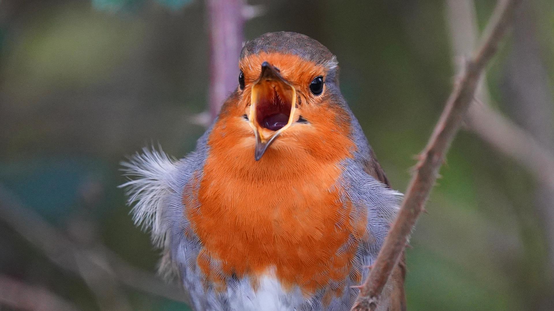 Robin by Mary Kirwan Mackey