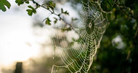 Discover the origins, traditions and folklore of Halloween (Samhain) at Ulster Folk Museum.