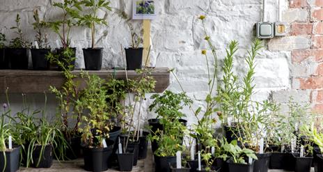Specialist Plant Fair Weekend