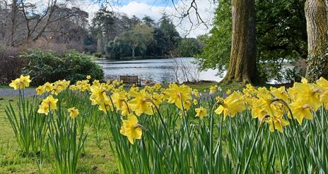 Lake Walk in  Spring