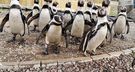 Penguin