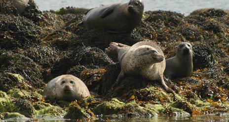 Photo of four seals gathered on the seaweed and moss covered sea rocks