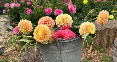 Dahlias