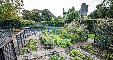 Greyabbey Physic Garden with Abbey in background