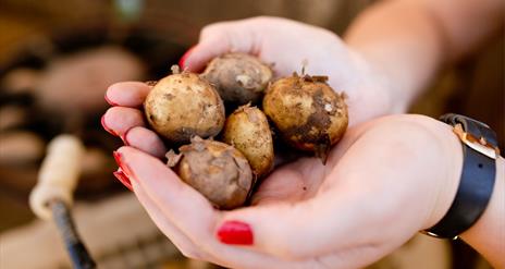 Hands holding Comber Early potatoes