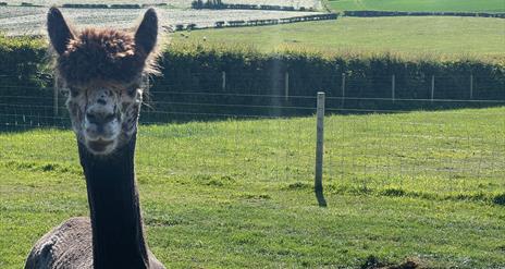 Harlequin Grey  Alpaca called Splodge