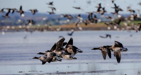 Brent Geese on the waters of Strangford Lough