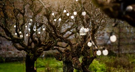 Trees with a string of lights in The Walled Garden Helen's Bay