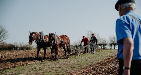 Horses pulling a plough in a field with farmers showcasing country skills in Ulster Folk Museum