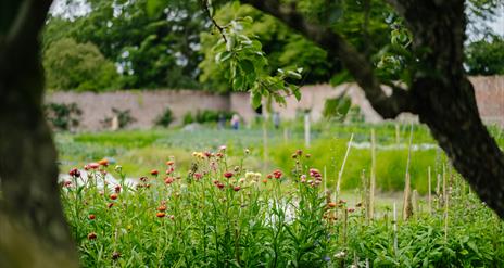 A view from old espaliered apple and pear trees