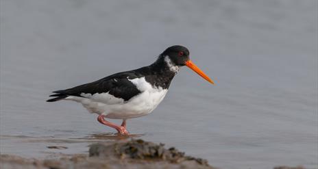 Oystercatcher