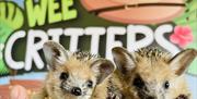 Two hedgehogs held in front of the Wee Critters logo.