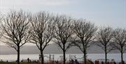 Trees in Seapark Recreation Grounds