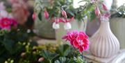Close up images of plants in bloom