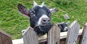 Photo of grazing goat peaking over fence to say hello
