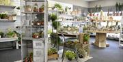 Houseplant area of garden centre shop