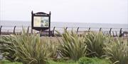 Photo of shrubs and reeds along Millisle promenade with water in the distance