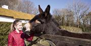 a photograph of a little girl and a brown donkey