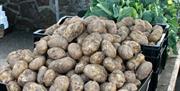 Photo of spuds, potatoes