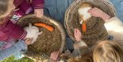 Animals in a basket