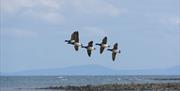 Flock of light-bellied Brent geese in flight.