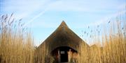 Castle Espie Thatched lookout