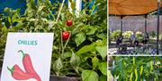 A collage of three images including a two Chilli plants and the walled garden bandstand