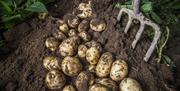 Fork digging up fresh Comber Earlies potatoes from the earth
