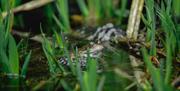 A common frog sitting on some frogspawn in a pond.