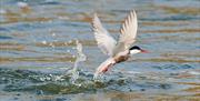A common tern taking flight out of the water.