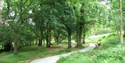 Photo of winding path that take you to the Fairy Trail and Jurassic Ark at the Ark Open Farm