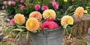 Dahlias