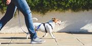 Person walking with a dog on a lead