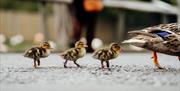 Three mallard ducklings following their mother.