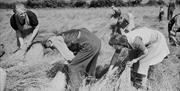 Field workers gathering flax