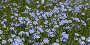 A flax field in bloom