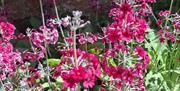 Bangor Castle Walled Garden flowers