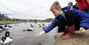 A child handfeeding a Barrow's goldeneye duck in the aviary at Castle Espie.