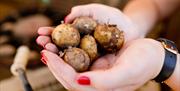 Hands holding Comber Early potatoes