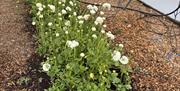 Ranuculus growing in the Polytunnel
