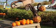 Pumpkins at Pickie Park