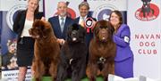 Dogs being shown