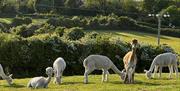 Grazing alpacas