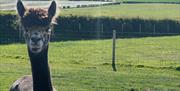 Harlequin Grey  Alpaca called Splodge