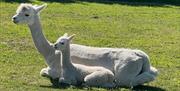 Female Alpaca with Cria